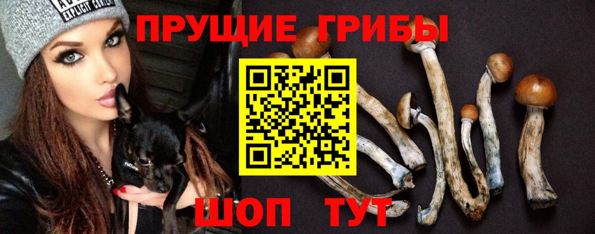 Галлюциногенные грибы Psilocybe  Вход с VPN  Сызрань 